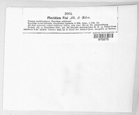 Therrya pini image